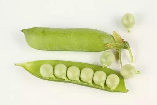 吃菜豆提高工作效率