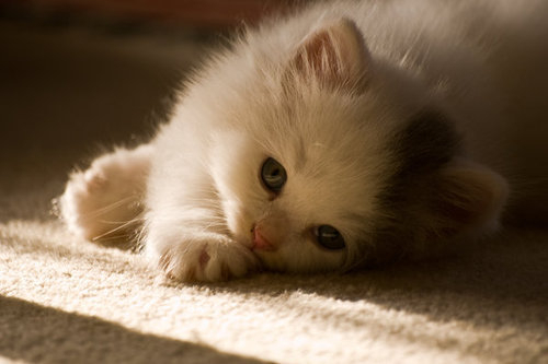 二十天的小猫可以吃什么 小猫除了喝奶还能吃什么 新闻频道 手机搜狐