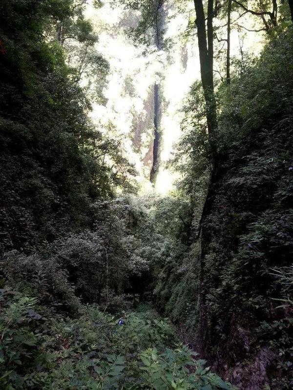(阁主15年于青城山拍摄的掷笔槽)