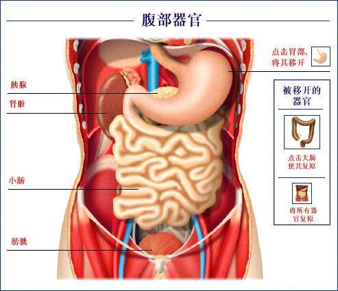胃的准确位置图女人图片