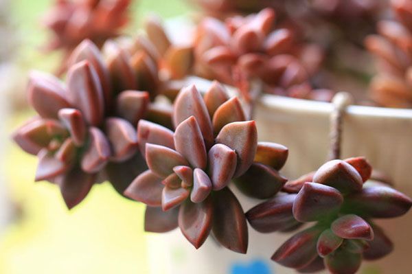 多肉植物姬胧月大叔教你每天认识一款多肉 新闻频道 手机搜狐