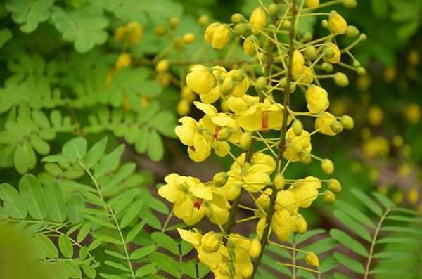 一味中药用处多,高血压,心脑血管疾病都用它!