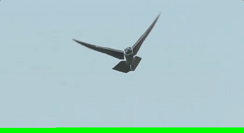 鹰形无人机robird吓跑飞鸟保护机场 科技频道 手机搜狐