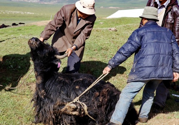 贵德草原偶遇屠牛,牛儿有先知,场面悲催伤感