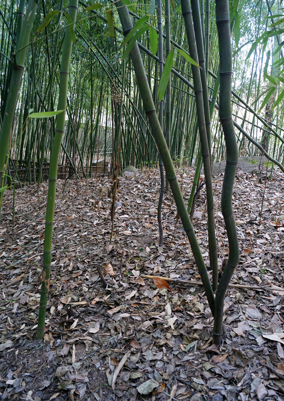 中国奇竹之一拐拐竹:生长在留坝县张良庙内,传说老子当年从楼观台驮送