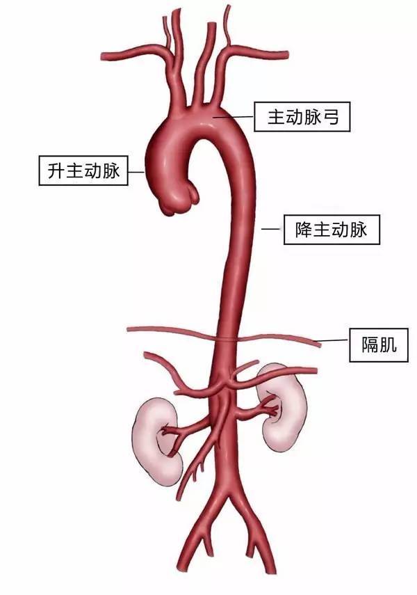 摸到肚子里有 心跳 去医院 赶紧的 健康频道 手机搜狐