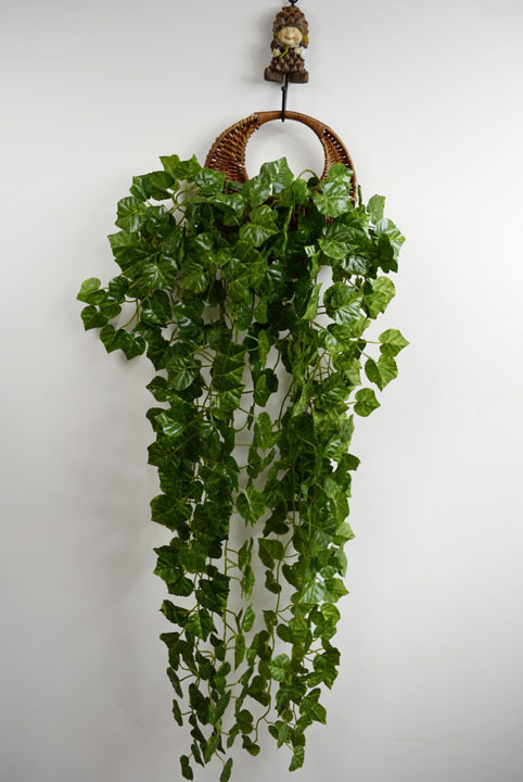 防雾霾pm2.5植物:常春藤——吸收甲醛的冠军