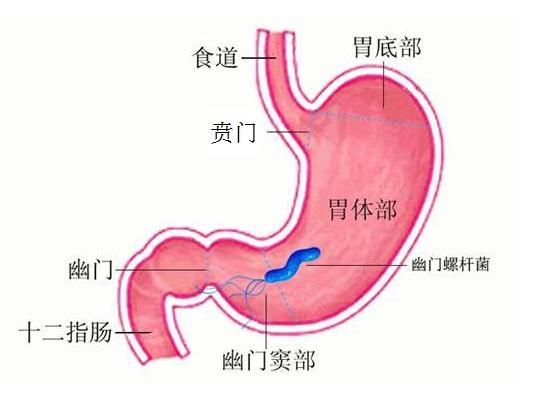 胃炎胃痛怎么办 教你喝什么好 看看就知道 健康频道 手机搜狐