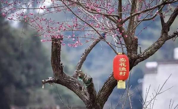 歙县卖花渔村第六届梅花节暨摄影大赛今日开启