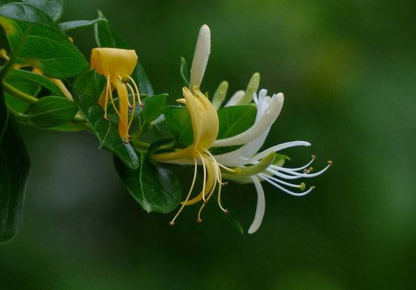 中医养生:清热解毒多喝茶 养生别忘金银花!