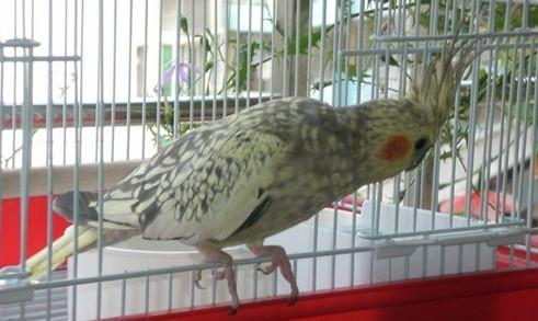 防坑小知识,玄凤鹦鹉细分品种,及市场参考价