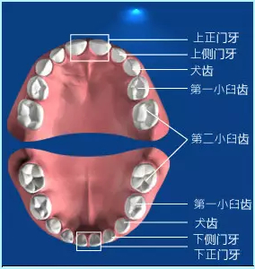 人的每颗牙齿叫什么名字 健康频道 手机搜狐