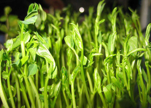 龙须苗 豌豆菜的营养 功效和美味做法 健康频道 手机搜狐