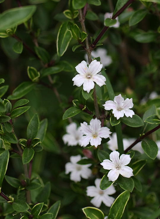 六月雪花,像雪花一样,却开在六月,衬托健康人生