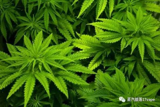 话题讨论 关于抵制大麻口味烟油你怎么看 科技频道 手机搜狐