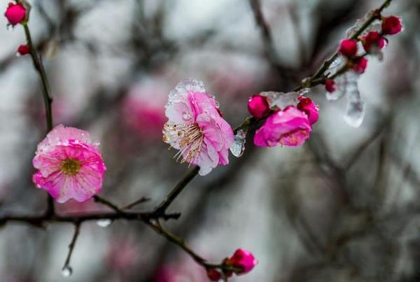 泗洪洪泽湖湿地第二届梅花节将于2月26日开幕