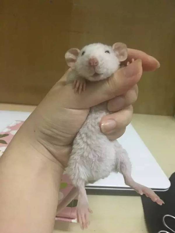 2 14赠养 花枝鼠找新家 新闻频道 手机搜狐