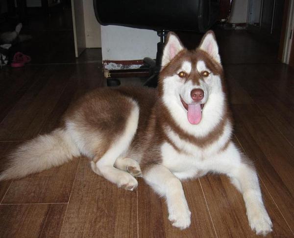 哈士奇幼犬喂养中的几点常识?