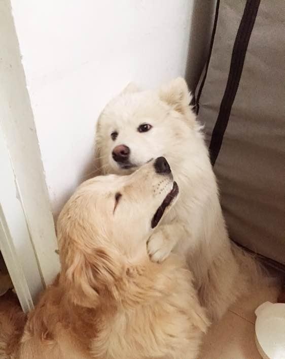 金毛遇上萨摩耶,不仅从狗笼越狱还把小孩都关进去