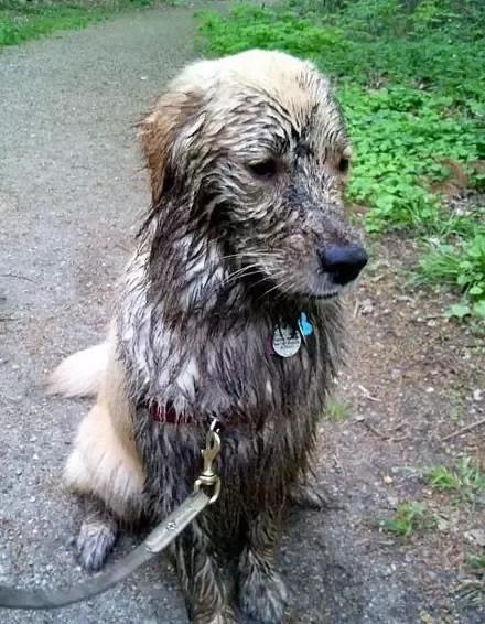 麻麻,我刚救了八只掉进泥潭的狗狗 快表扬我