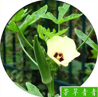 观花类蔬菜观赏部位是花,主要品种有黄秋葵,百合,柠檬薄荷,黄花菜等.