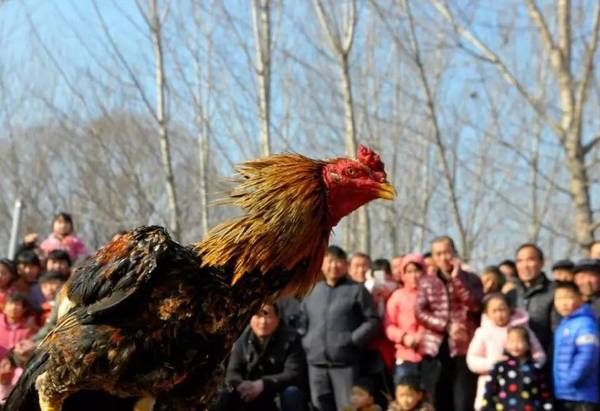 梁山县:鸡年斗鸡 "斗"出年味