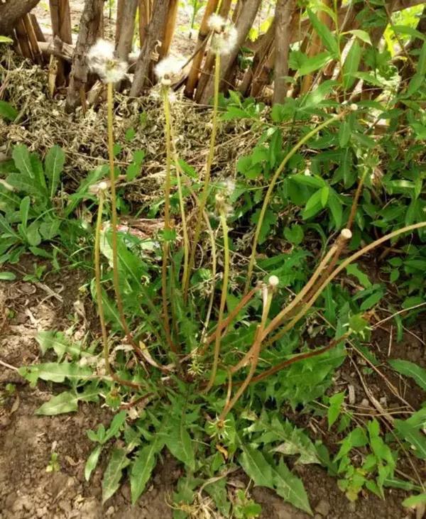 解食毒,散滞气,清热毒,化食毒,消恶肿,结核,疔肿.