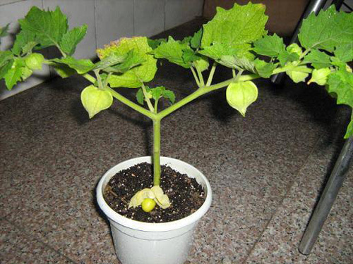 你一定见过灯笼果,种过吗?