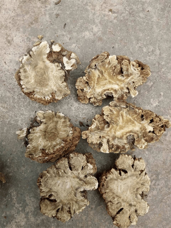 四川彭州川芎购货商家少 行情出现下滑?