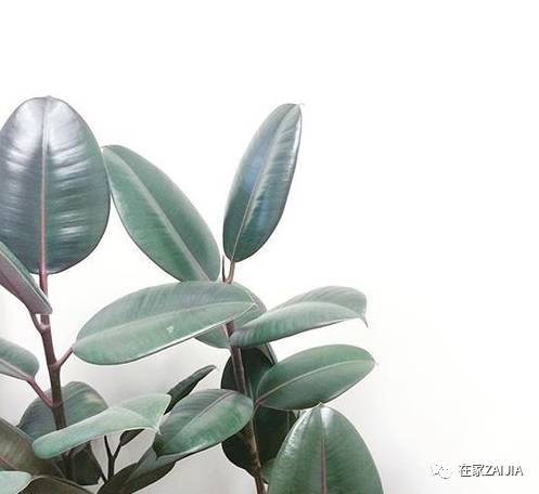 时尚家居mp02-16 14:00 大 说灰绿色源自沙漠,没毛病,你看缺水的植物