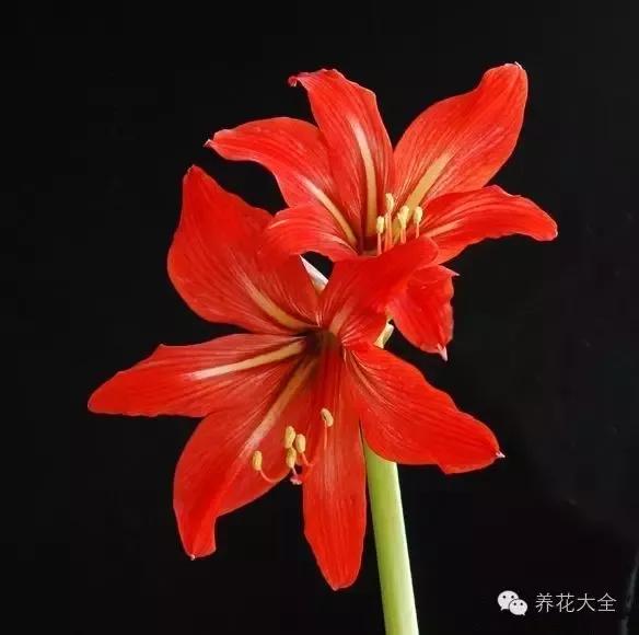 美得难以形容的那些夫妻花,看醉了!