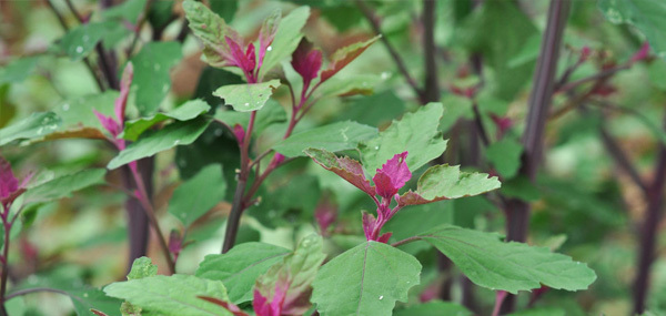 于附子养生专家推荐:灰灰菜—防贫血