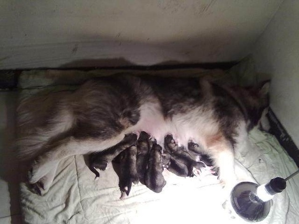 我家阿拉斯加犬一下生了20个幼崽,狗妈妈瘦完了!