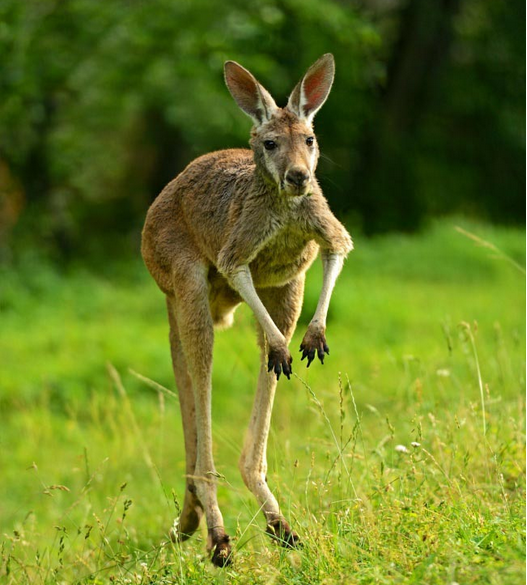 我们去吃袋鼠,原来在澳大利亚袋鼠也是一种食材