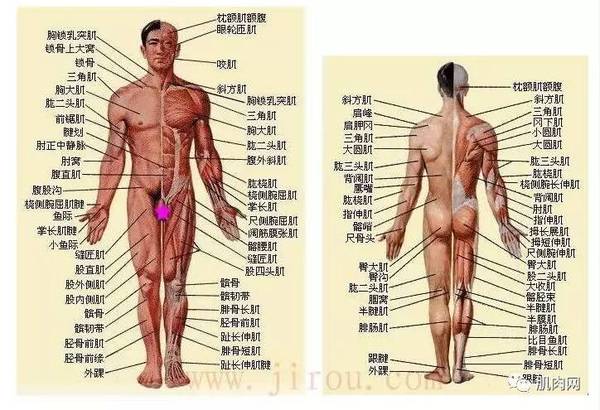 人身体各部位名称 搜狗图片搜索