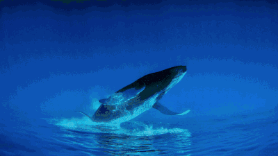 400_225gif 动态图 动图