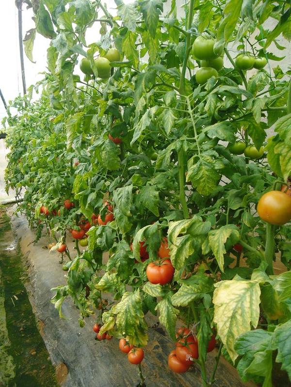 海阳普罗旺斯西红柿舌尖上的美味