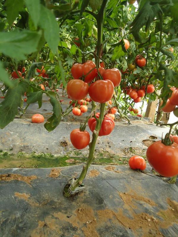 正常自然成熟的西红柿都是整体变红,很少有底部是绿的情况,并且由内而