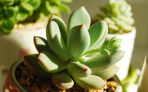 让多肉植物长的更好就要注意浇水方法和时间 新闻频道 手机搜狐