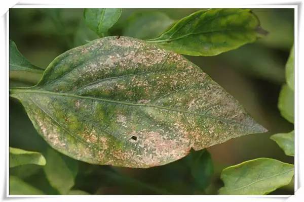 辣椒病害图谱-造就你的火眼金睛