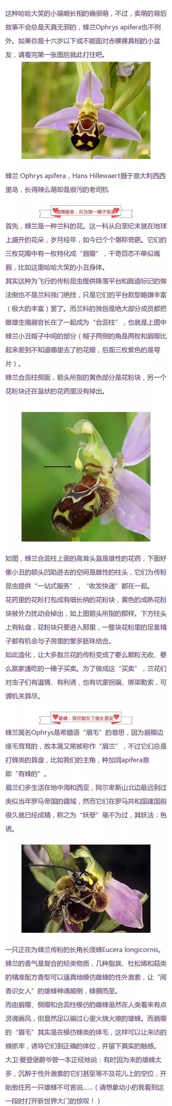 这朵小花花居然是为了这么污的目的才长得萌萌哒 时尚频道 手机搜狐
