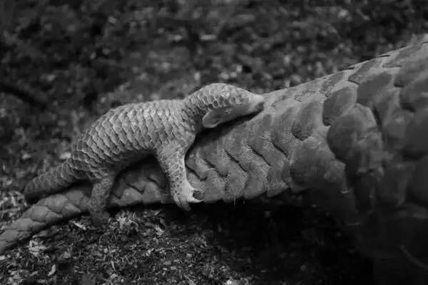 穿山甲保护日 | 不再为中药所迫害