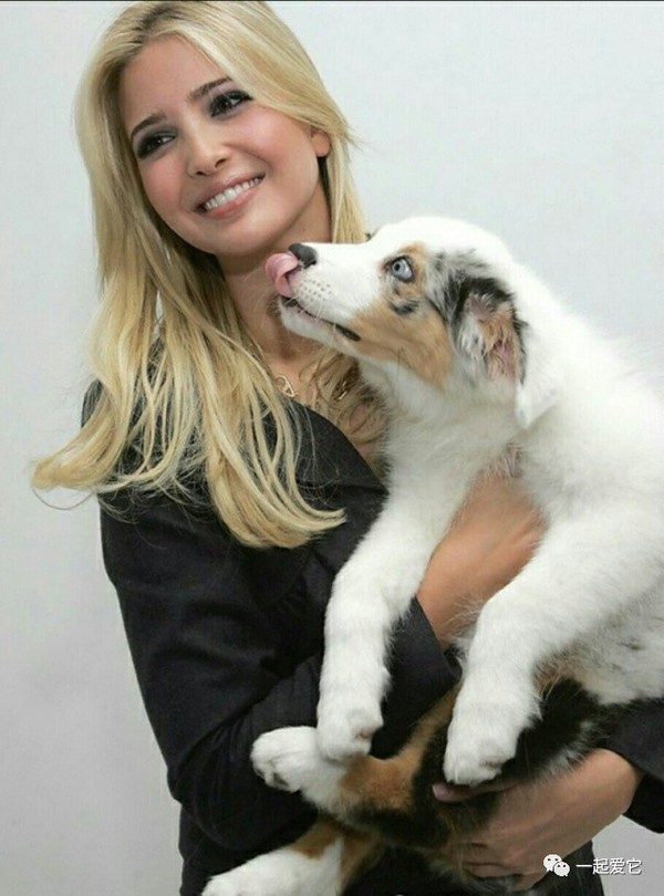 宠知识 你辣么喜欢抱狗狗 但是你真的抱对了吗 无线频道 手机搜狐