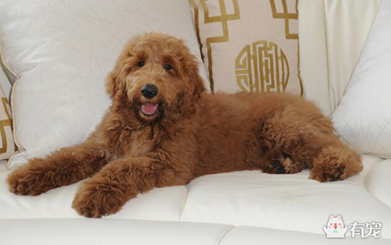 美国总统特朗普选出新"白宫第一狗"名叫"巴顿"