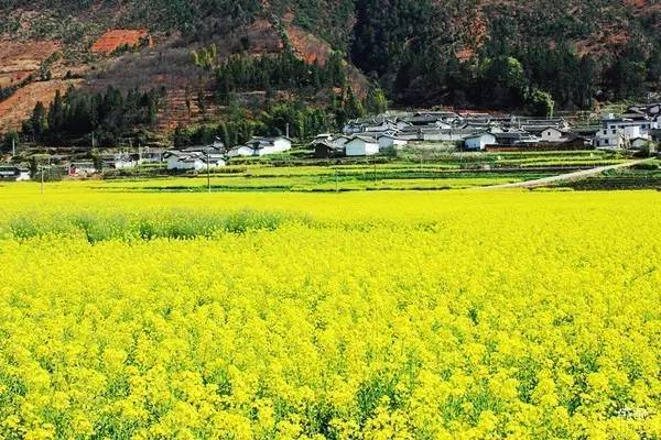 四川這些地方的油菜花已經開好了 春假歸來正好看花