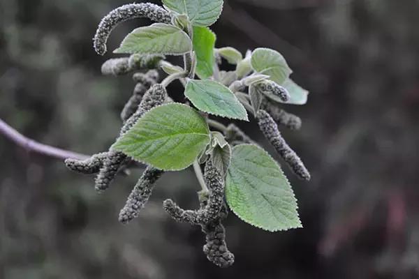 土桃子长在树上的野菜