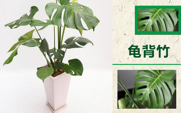 北欧风配上什么绿色植物比较合适 新闻频道 手机搜狐