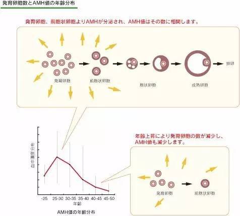 Amh检测 给我一滴血 看你的卵巢老了吗 健康频道 手机搜狐