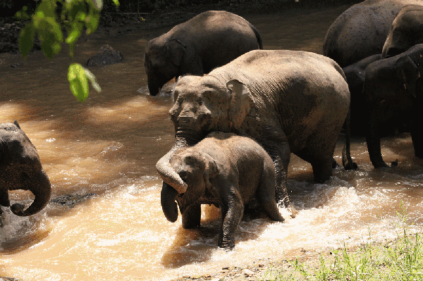 重磅爆料网红来了 | 想不到你竟是这样的亚洲象!