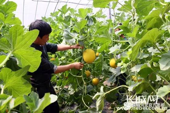 唐林香瓜種植基地.